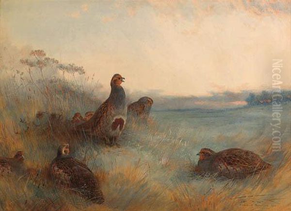 Partridges 'chill Hoar Frost At Dawn' Oil Painting by Archibald Thorburn