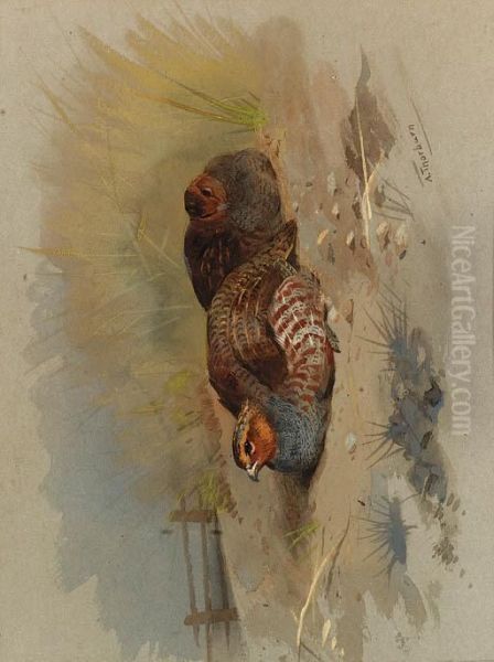 Dusting Partridge Oil Painting by Archibald Thorburn