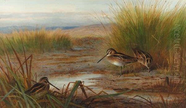 Snipe Feeding Beneath Rushes Oil Painting by Archibald Thorburn