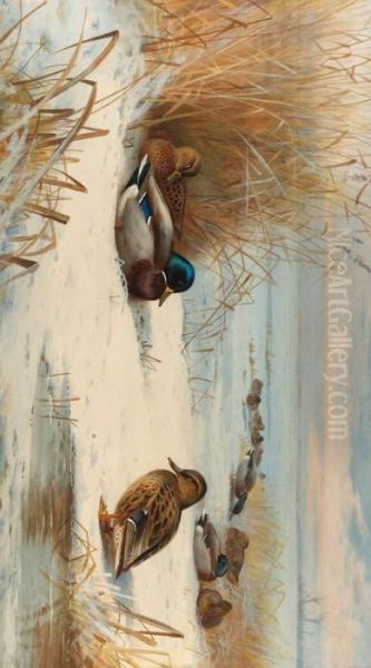 Mallard In A Winter Landscape Oil Painting by Archibald Thorburn