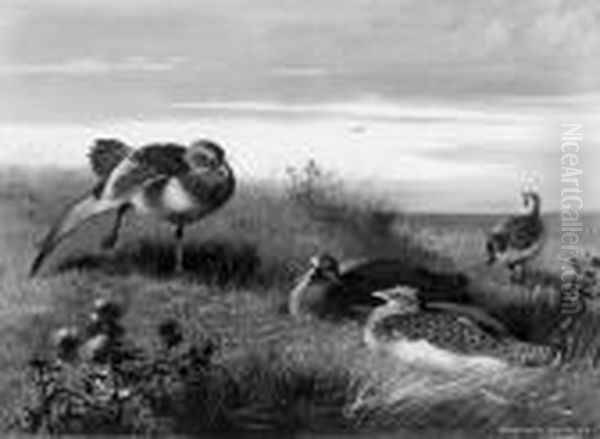 Great Bustards Oil Painting by Archibald Thorburn