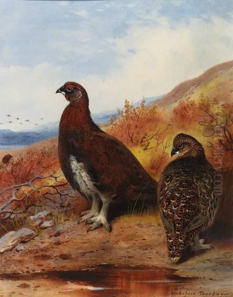 A Pair Of Red Grouse At The Water's Edge, In Moorland Oil Painting by Archibald Thorburn