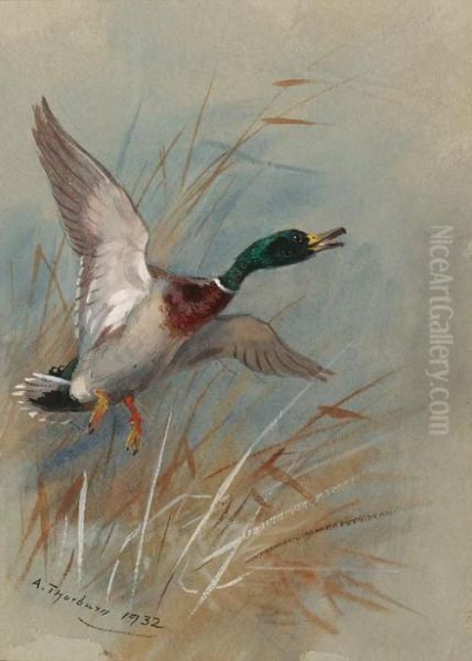 A Mallard Rising From Reeds Oil Painting by Archibald Thorburn