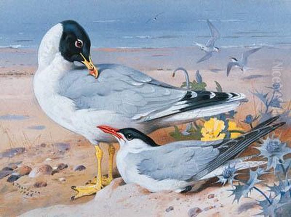 Great Black-headed Gull And Caspian Tern Oil Painting by Archibald Thorburn