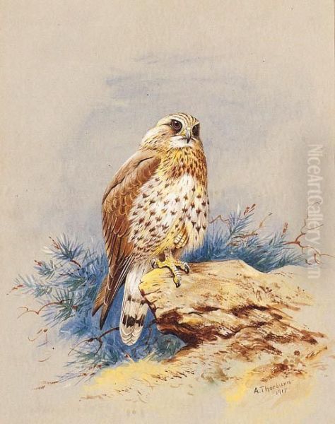 A Kestrel Perched On A Rock Oil Painting by Archibald Thorburn