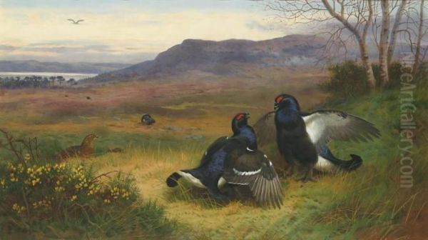 Blackcock At The Lek Oil Painting by Archibald Thorburn