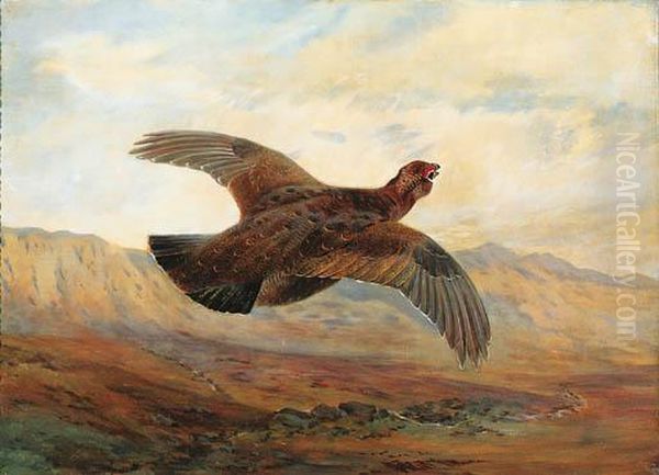 A Red Grouse In Flight Above Moorland Oil Painting by Archibald Thorburn