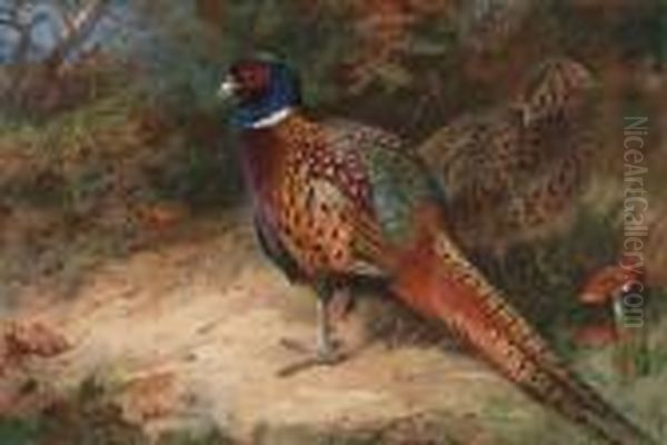 A Cock And Hen Pheasant Oil Painting by Archibald Thorburn