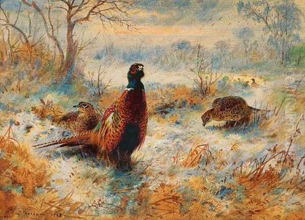 Frost At Sunrise: Pheasant Amongst Bracken Oil Painting by Archibald Thorburn