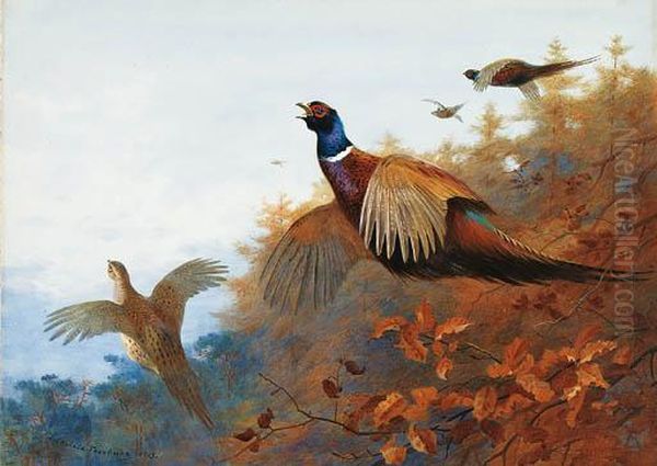 Breaking Out Of Cover: Pheasant In Flight Oil Painting by Archibald Thorburn