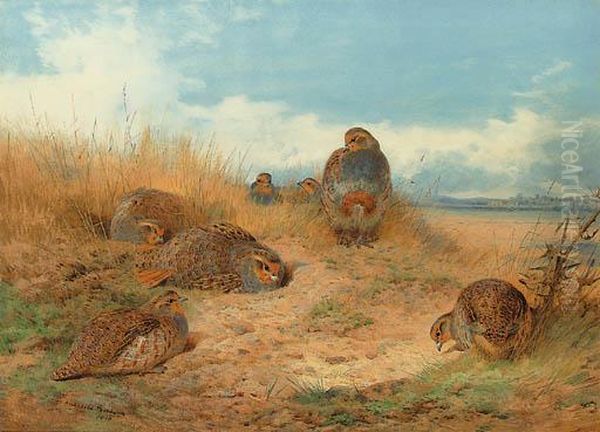 Basking In The Noonday Sun: A Covey Of Grey Partridge Oil Painting by Archibald Thorburn