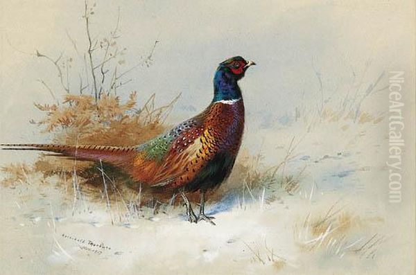 A Cock Pheasant Oil Painting by Archibald Thorburn