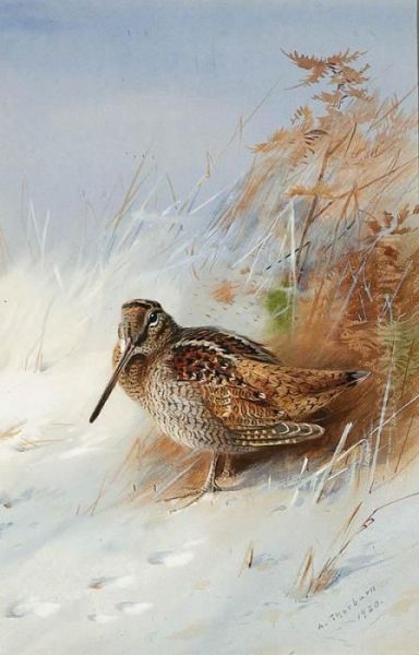 A Woodcock In Winter Oil Painting by Archibald Thorburn