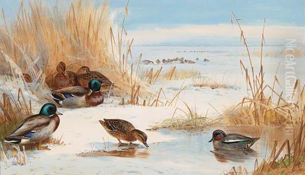 Mallard And Teal On A Frozen Lake Oil Painting by Archibald Thorburn