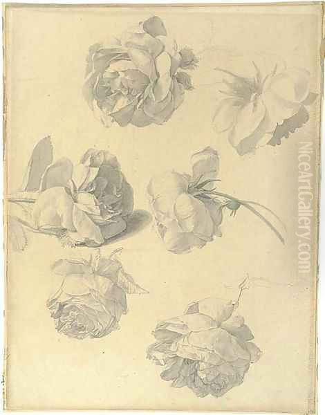 Studies of six roses Oil Painting by French Or Dutch School