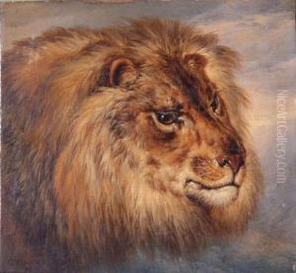 Head Studies Of A Lion And Lioness Oil Painting by Charles Towne