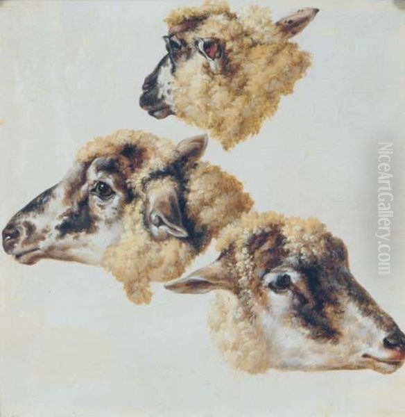 Study Of Heads Of Sheep Oil Painting by Charles Towne