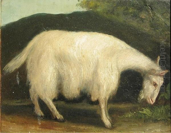 A Study Of A Long-haired Goat Oil Painting by Constant Troyon