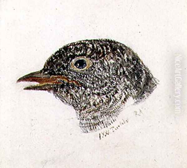 Cuckoo, from The Farnley Book of Birds, c.1816 Oil Painting by Joseph Mallord William Turner