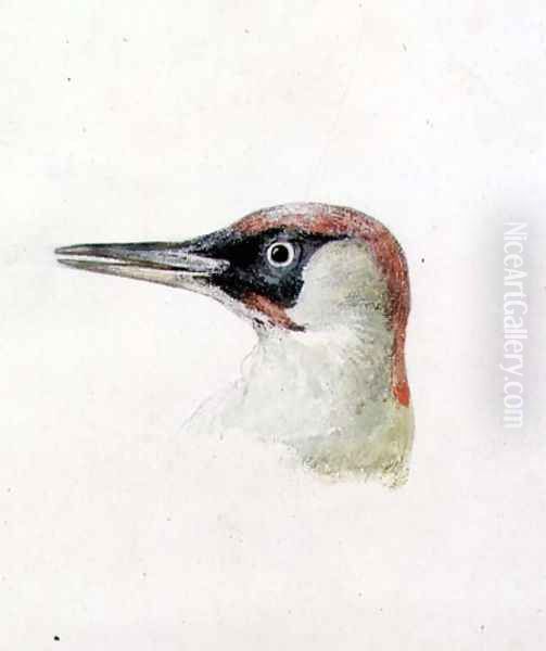 Woodpecker, from The Farnley Book of Birds, c.1816 Oil Painting by Joseph Mallord William Turner