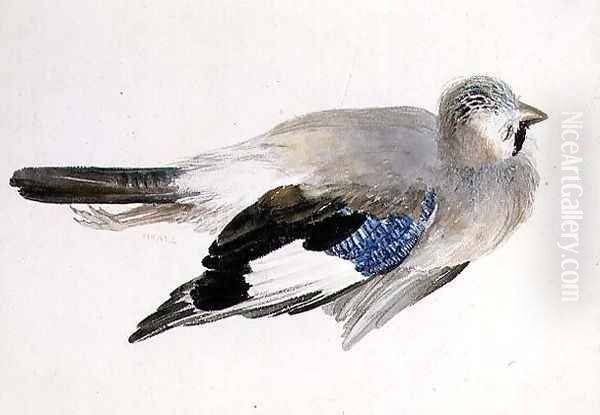 Jay, from The Farnley Book of Birds, c.1816 Oil Painting by Joseph Mallord William Turner