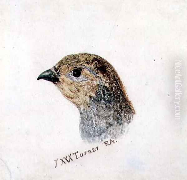 Partridge, from The Farnley Book of Birds, c.1816 Oil Painting by Joseph Mallord William Turner