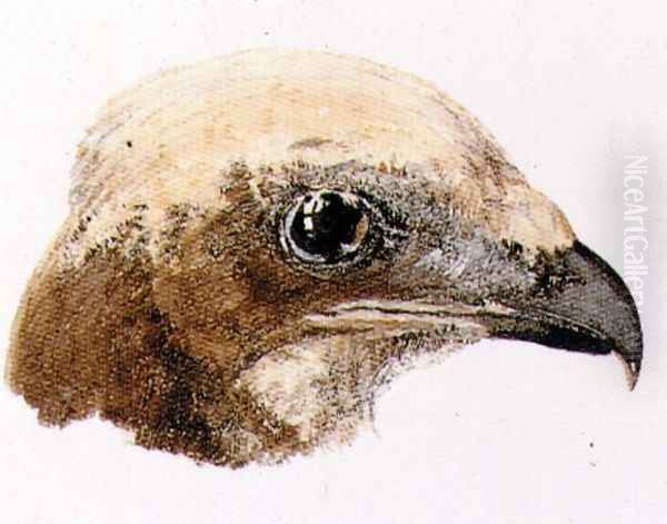 Moor Hawk, from The Farnley Book of Birds, c.1816 Oil Painting by Joseph Mallord William Turner