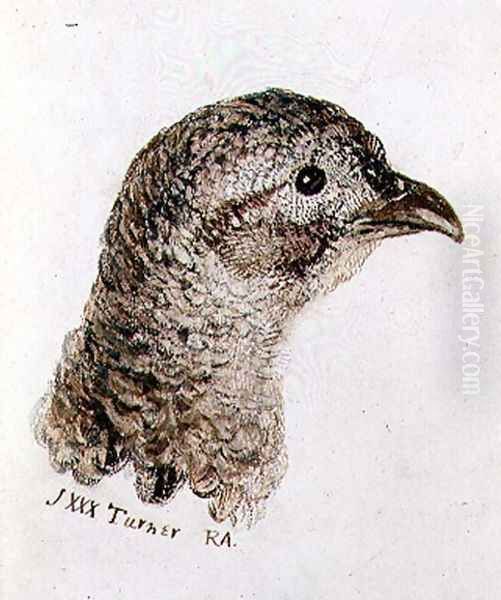 Hen Pheasant, from The Farnley Book of Birds, c.1816 Oil Painting by Joseph Mallord William Turner