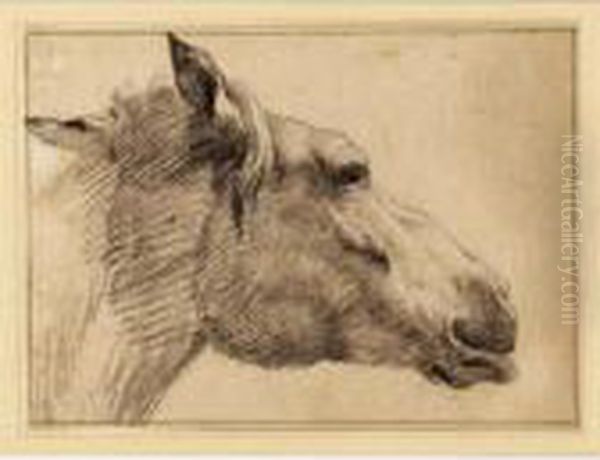 Study Of The Head Of A Horse by Adrian Van De Velde