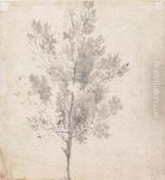 Studies Of Trees: Double-sided Oil Painting by Sir Anthony Van Dyck