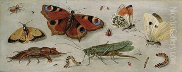 Studies Of Butterflies, Moths, A Dragonfly, A Grasshopper And Otherinsects Oil Painting by Jan van Kessel