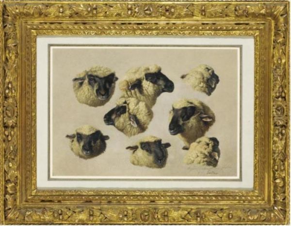 Studies Of Sheep Heads Oil Painting by Eugene Joseph Verboeckhoven