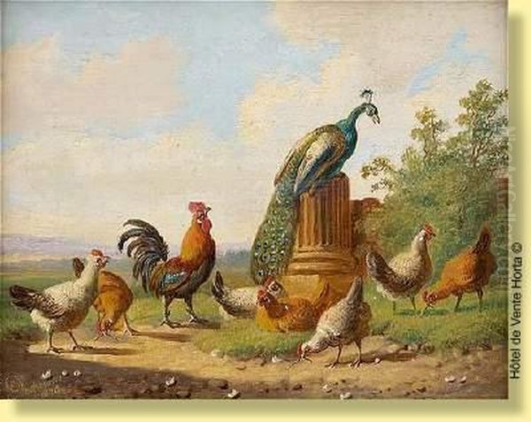 Paon Sur Colonne Avec Coq Et Poule Oil Painting by Albertus Verhoesen