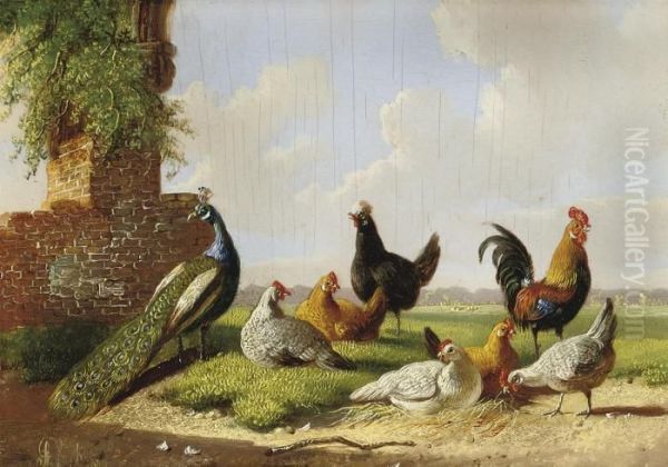 A Peacock, Rooster And Hens In A Landscape Oil Painting by Albertus Verhoesen