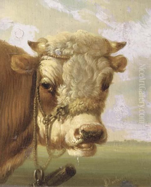 A Bull's Head Oil Painting by Albertus Verhoesen