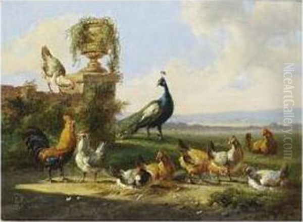 Chicken And A Peacock In A Garden Oil Painting by Albertus Verhoesen