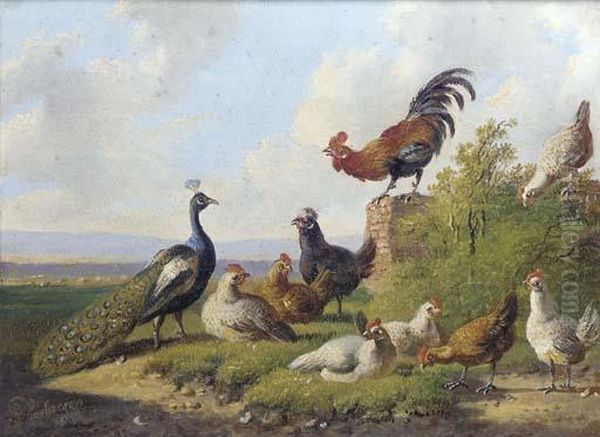 A Peacock And Poultry In A Sunny Meadow Oil Painting by Albertus Verhoesen