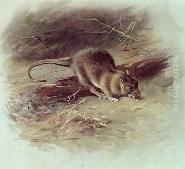 Brown Rat Rattus norvegicus 1918 Oil Painting by Archibald Thorburn