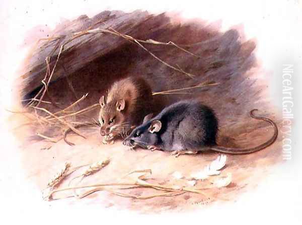 Mus alexandrinus and Mus rattus Alexandrine Rat and Black Rat plate 29 of British Mammals, 1919, pub. 1921 Oil Painting by Archibald Thorburn