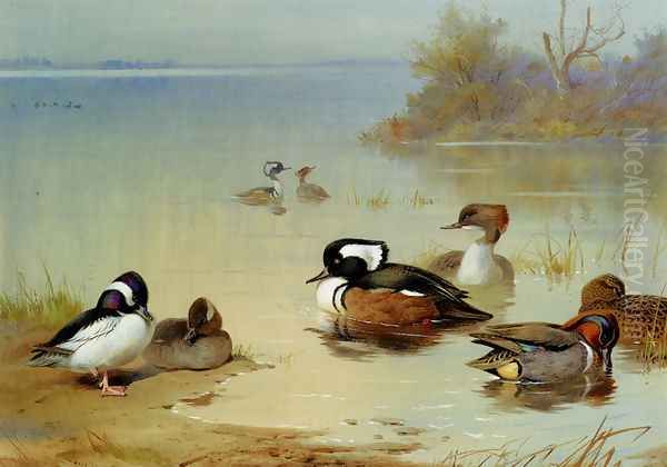 Buffel-headed duck,, American green-winged teal and hooded merganser Oil Painting by Archibald Thorburn