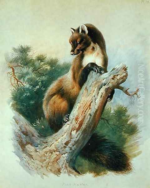 Pine Marten, 1919 Oil Painting by Archibald Thorburn