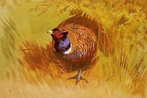 A Cock Pheasant Oil Painting by Archibald Thorburn