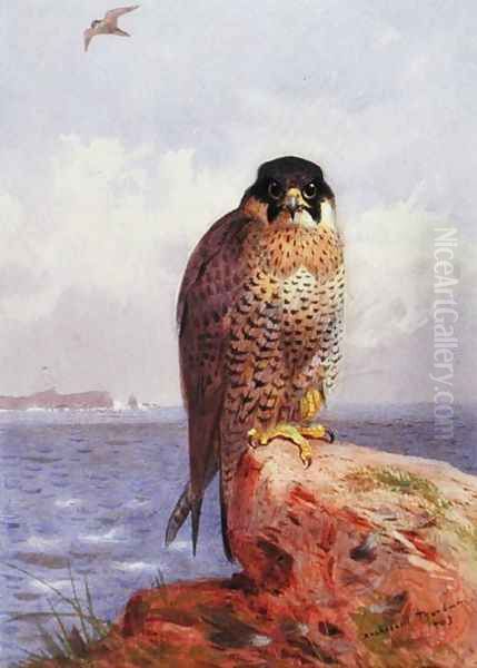 A Peregrine Falcon by the Sea, 1903 Oil Painting by Archibald Thorburn