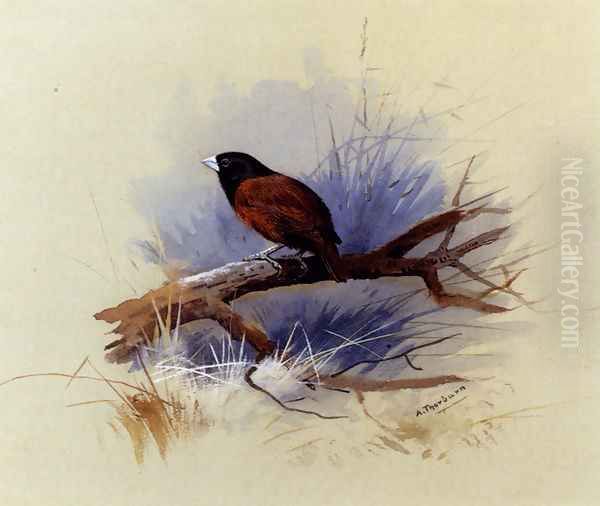 A Nepalese black-headed nun in the branch of a tree Oil Painting by Archibald Thorburn