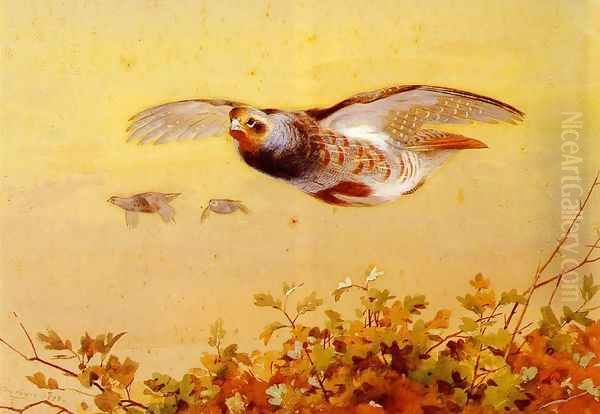 English Partridge In Flight Oil Painting by Archibald Thorburn