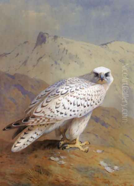 A Greenland, or Gyr Falcon Oil Painting by Archibald Thorburn