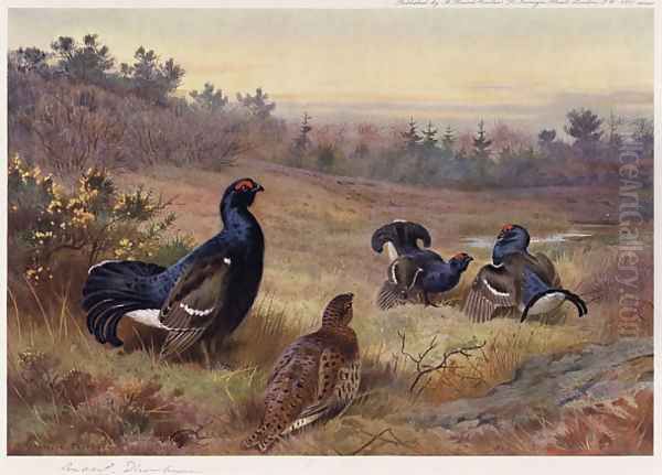 Blackgame at the Lek Oil Painting by Archibald Thorburn