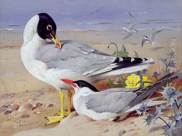 Black headed gulls Oil Painting by Archibald Thorburn