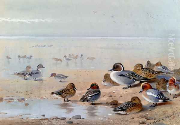 Pintail, Teal And Wigeon, On The Seashore Oil Painting by Archibald Thorburn