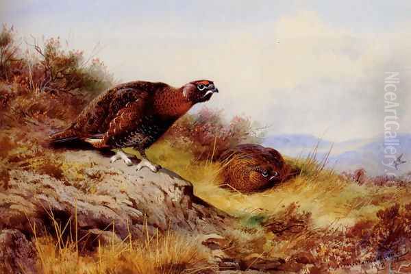 Red Grouse On The Moor Oil Painting by Archibald Thorburn